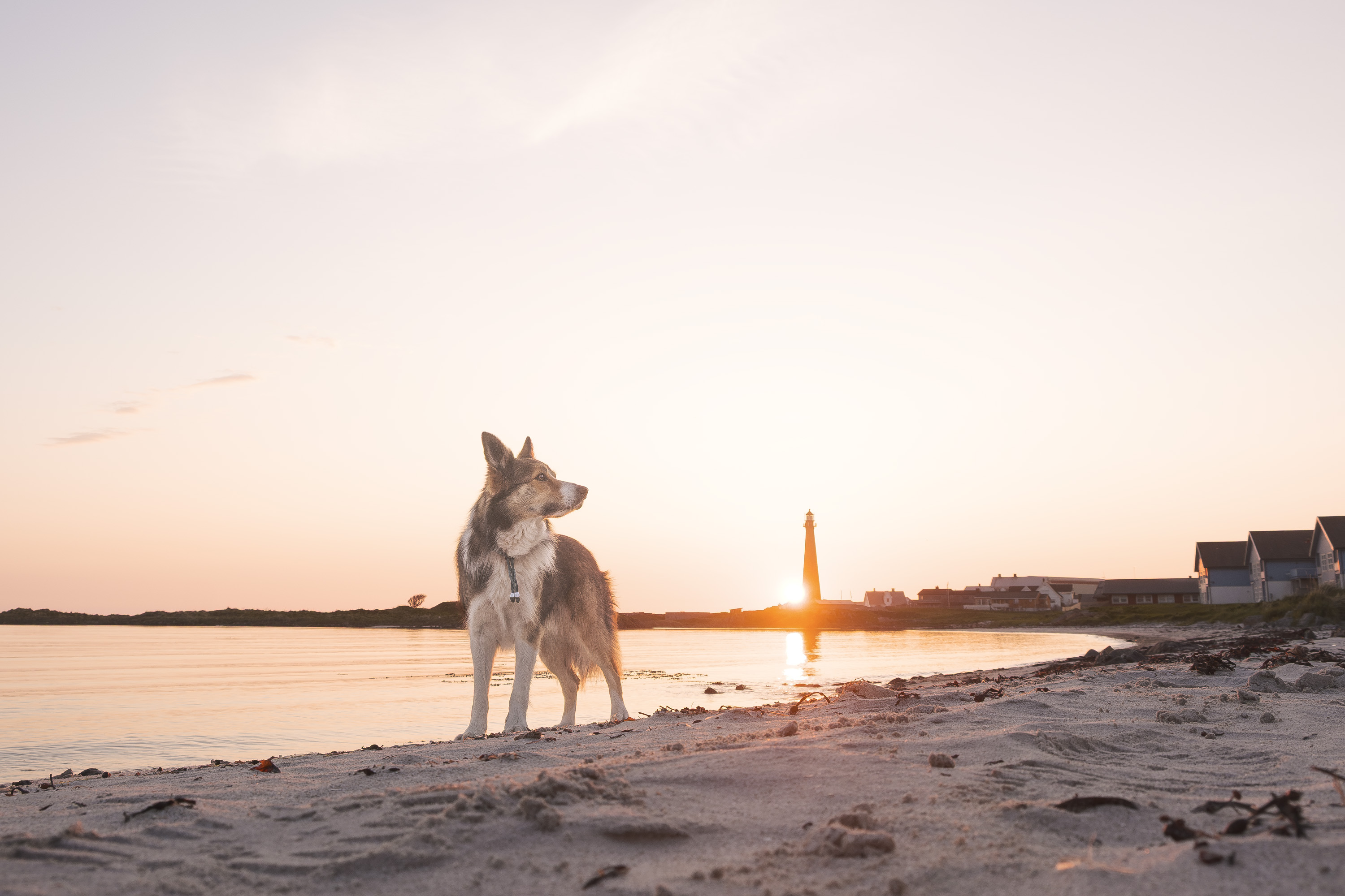 Dexter With The Midnight Sun